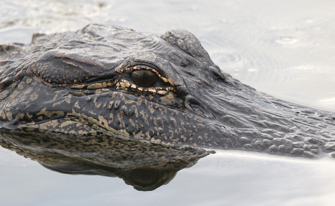 alligator-animal-close-up-151356