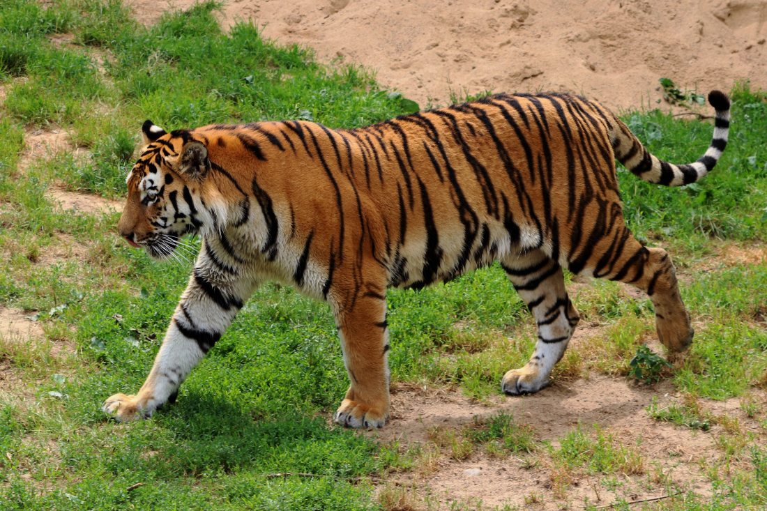amur-tiger-angry-animal-533055.jpg