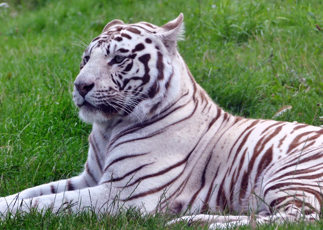 animal-animal-photography-big-133408.jpg