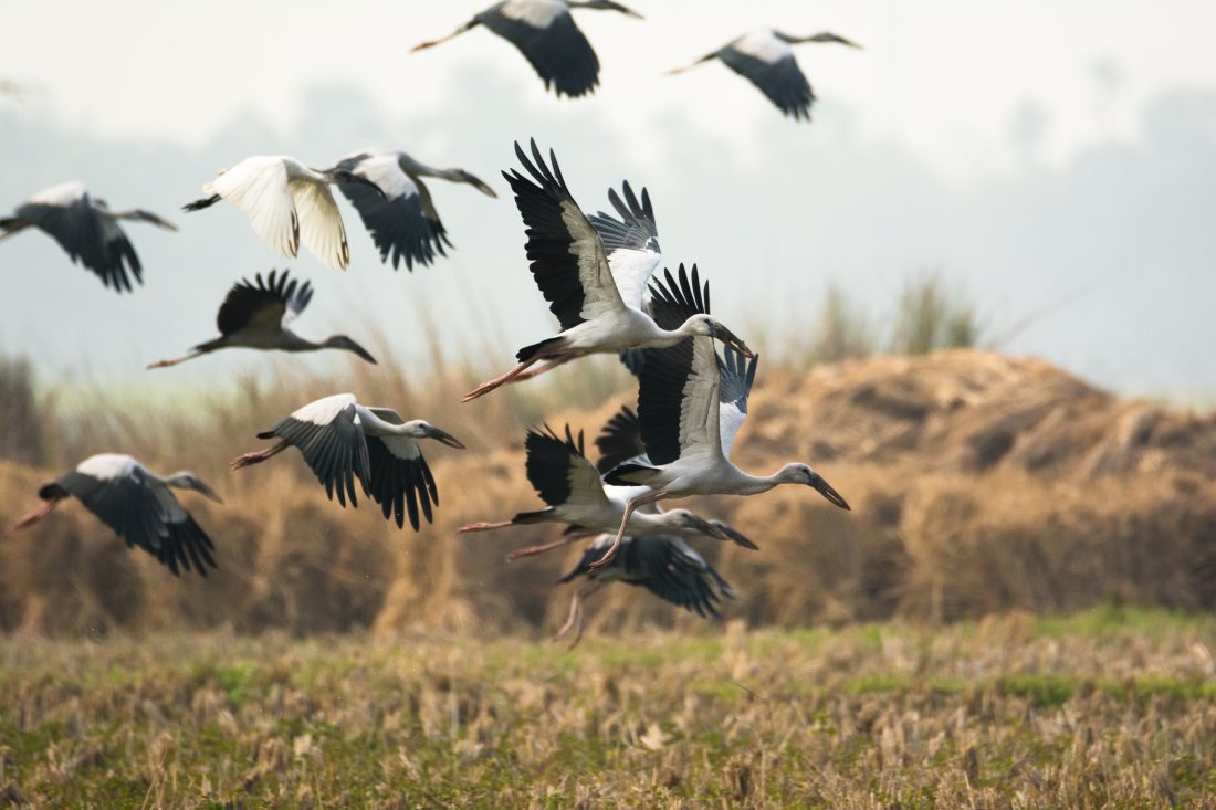 animal-avian-beak-973165